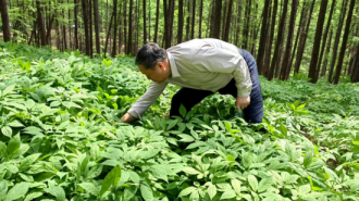 盛夏林间蕴生机 参韵满目绘新景——珲春华瑞参业林下参种植基地奏响夏日活力乐章