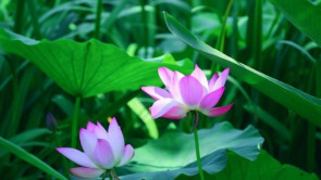 “荷”其有幸“香”约泉城，大明湖第一波荷花已绽放